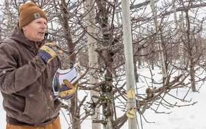 Grower Tim Buhr shows International Fruit Tree Association visitors a block of covered (in season) sweet cherry trees during IFTA’s winter tour in Western New York in February. He said high-density sweet cherries can be profitable but are difficult to grow. (Matt Milkovich/Good Fruit Grower)