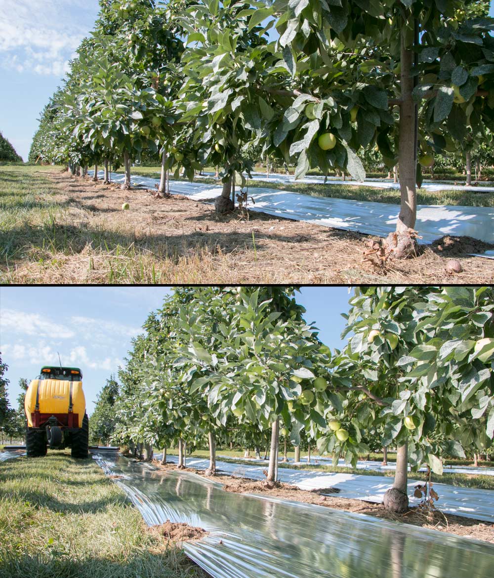Top, notice the shade at the bottom of the canopy before color fabric on the Rasches’ SweeTango block. Bottom photo, the reflective strips deliver sunlight to the bottom of the canopy, improving packouts by 10 to 15 percent for the Rasches. <b>(Ross Courtney/Good Fruit Grower)</b>