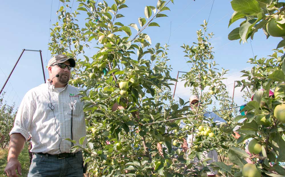 Justin Finkler, a grower for Riveridge Land Co. in Grant, points out the details of a training system on a 2014 V-trellis block of Honeycrisp. He decided to crop apples in the bottom portion of the trees this year to control lower-tree vigor, but stripped the flowers in the top part to encourage leader growth. <b>(Ross Courtney/Good Fruit Grower)</b>