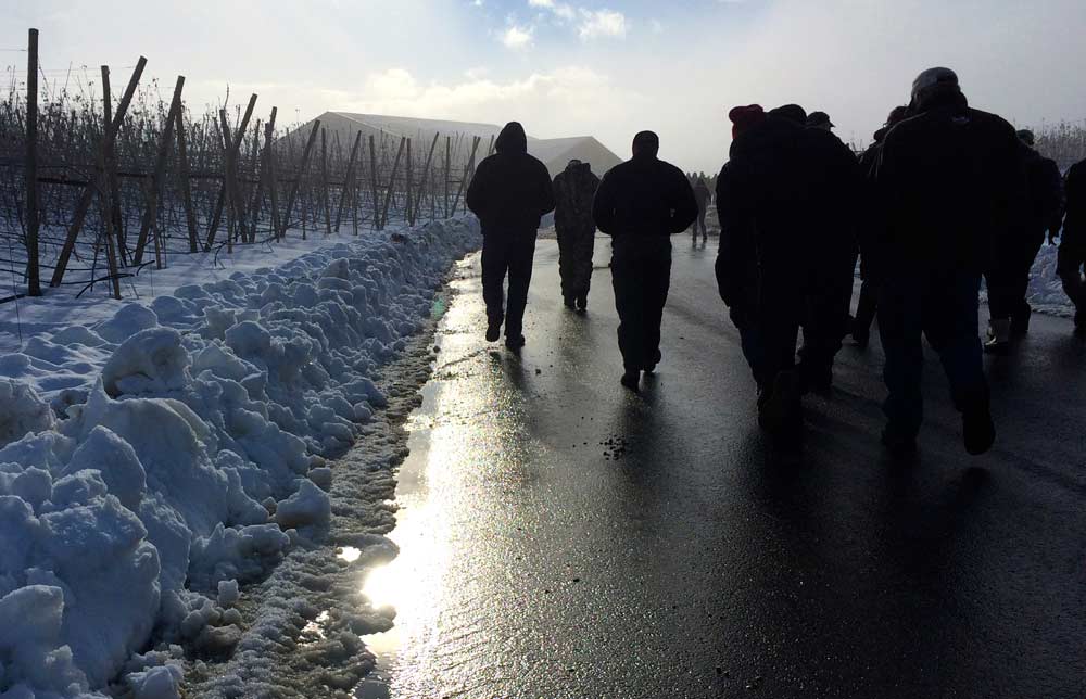 IFTA attendees walk in the sunshine toward an orchard at McDougall and Sons for their last stop of the day, after hours of snow and rain. <b>(Shannon Dininny/Good Fruit Grower)</b>
