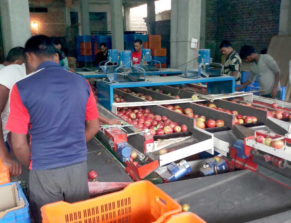 Workers sort apples by hand in Lokinder Bisht's on-farm packing line in Himachal Pradesh. About 90 percent of the fruit in the province is graded by hand but basic mechanical grading is becoming more popular. (Courtesy Lokinder Bisht)