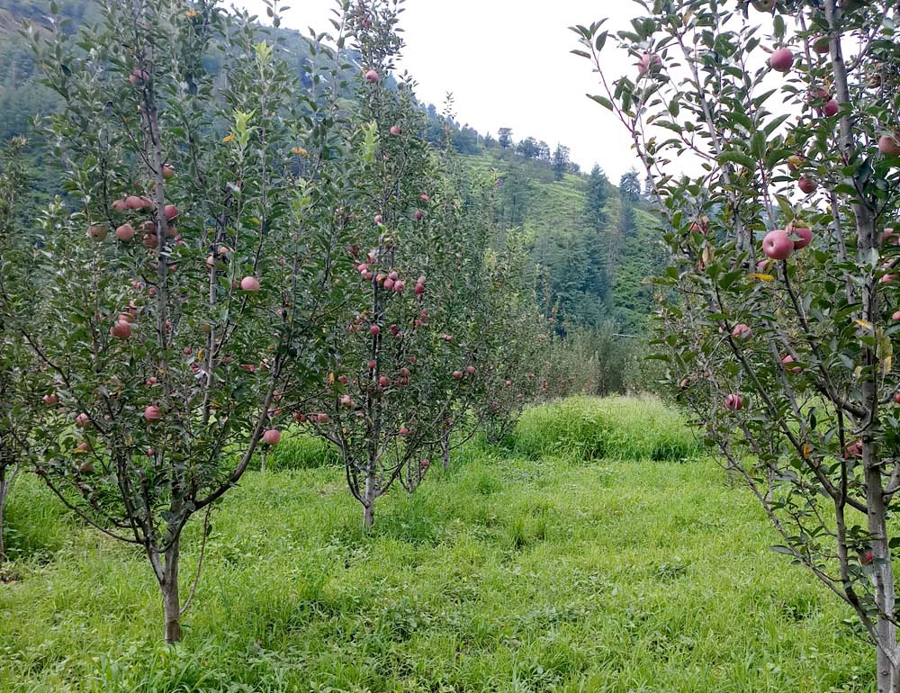 A 5-year-old medium-density block of Scarlet and Oregon spurs grow on Malling 111 rootstocks, with plantings 5 feet between trees and 7 or 8 feet between rows on Bisht's farm. (Courtesy Lokinder Bisht)