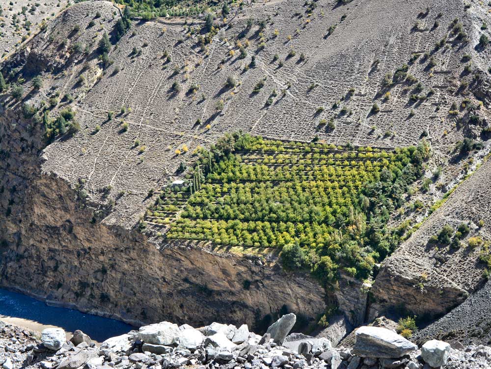 An apple orchard perches on the edge of a cliff above the Satluj River in Himachal Pradesh. (Courtesy Kunaal Chauhan)