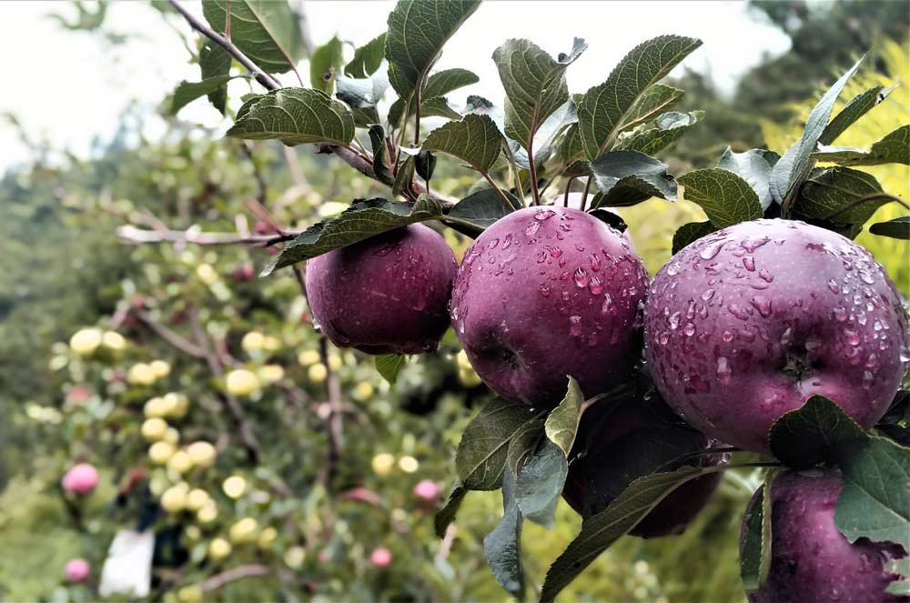 Redvelox, a new Italian variety, grow in an orchard in Himachal Pradesh, long a bastion of Red Delicious. (Courtesy Kunaal Chauhan)