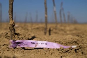 New tree starts of the Washington State University-bred variety WA 38, to be sold under the brand name Cosmic Crisp, are planted in a field leased by René Nicolaï fruit tree nursery in Sint-Truiden, Belgium, in May. The trees are bound for an Italian grower, who is the first international licensee for Cosmic Crisp. (Shannon Dininny/Good Fruit Grower)