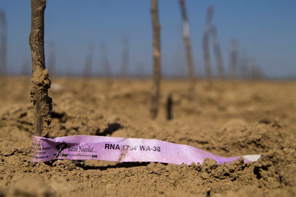 New tree starts of the Washington State University-bred variety WA 38, to be sold under the brand name Cosmic Crisp, are planted in a field leased by René Nicolaï fruit tree nursery in Sint-Truiden, Belgium, in May. The trees are bound for an Italian grower, who is the first international licensee for Cosmic Crisp. <b>(Shannon Dininny/Good Fruit Grower)</b>