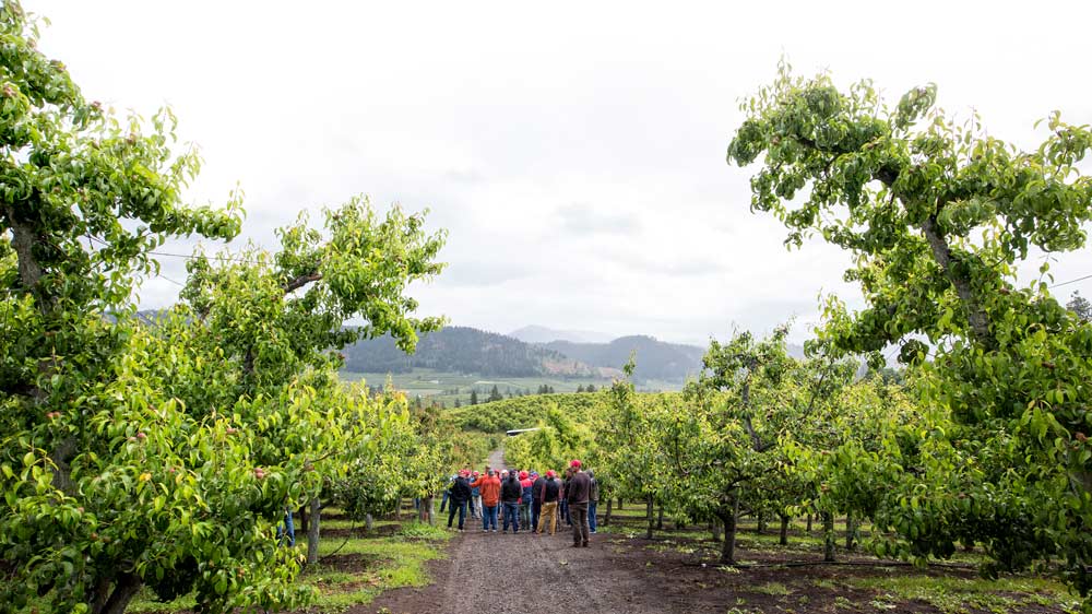 Attendees at the Interpera conference visit the farm of Rudy Prey near Leavenworth, Washington, in one of the most prolific pear-growing regions in the U.S. The June visit marked Interpera’s first conference in the U.S. One of the topics of discussion during the two-day conference: modernizing old-style pear orchard systems to high-density trellised systems that can be mechanized.<b>(TJ Mullinax/Good Fruit Grower)</b>