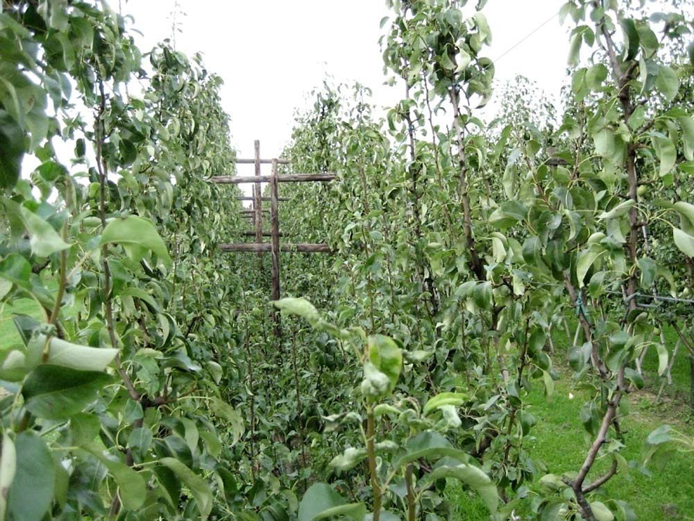 The Drapeau style orchard system showed the highest financial return during Belgian trials of Conference pears. <b>(Courtesy Jef Vercammen/Proeftuin pit- en steenfruit)</b>
