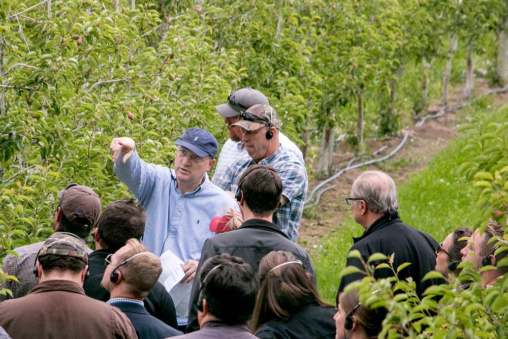 Stefano Musacchi of Washington State University points out the details of his bi-axis pear training system, which he says should help keep fruit close to the trunk and easy to reach for platform pickers or mechanical harvesters someday. <b>(Ross Courtney/Good Fruit Grower)</b>