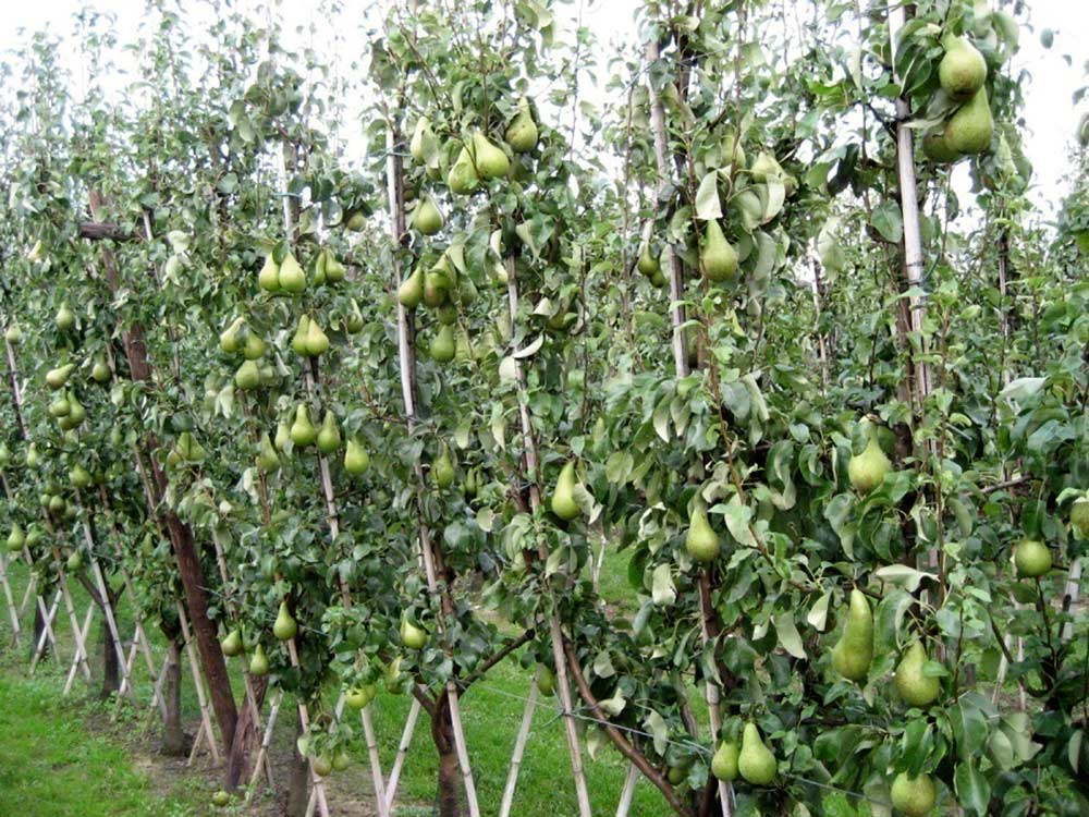 The V-trellis style orchard system showed the second highest financial return during Belgian trials of Conference pears. <b>(Courtesy Jef Vercammen/Proeftuin pit- en steenfruit)</b>