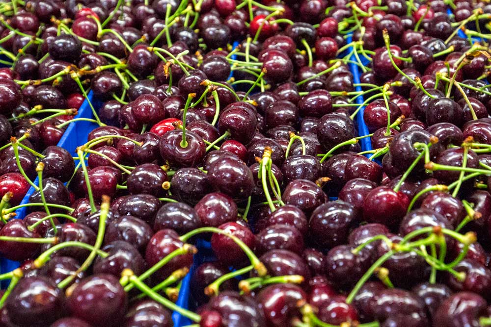 Freshly washed cherries roll through the packing process at Blue Bird, Inc.'s, Wenatchee, Washington facility on June 16, 2017. <b>(TJ Mullinax/Good Fruit Grower)</b>