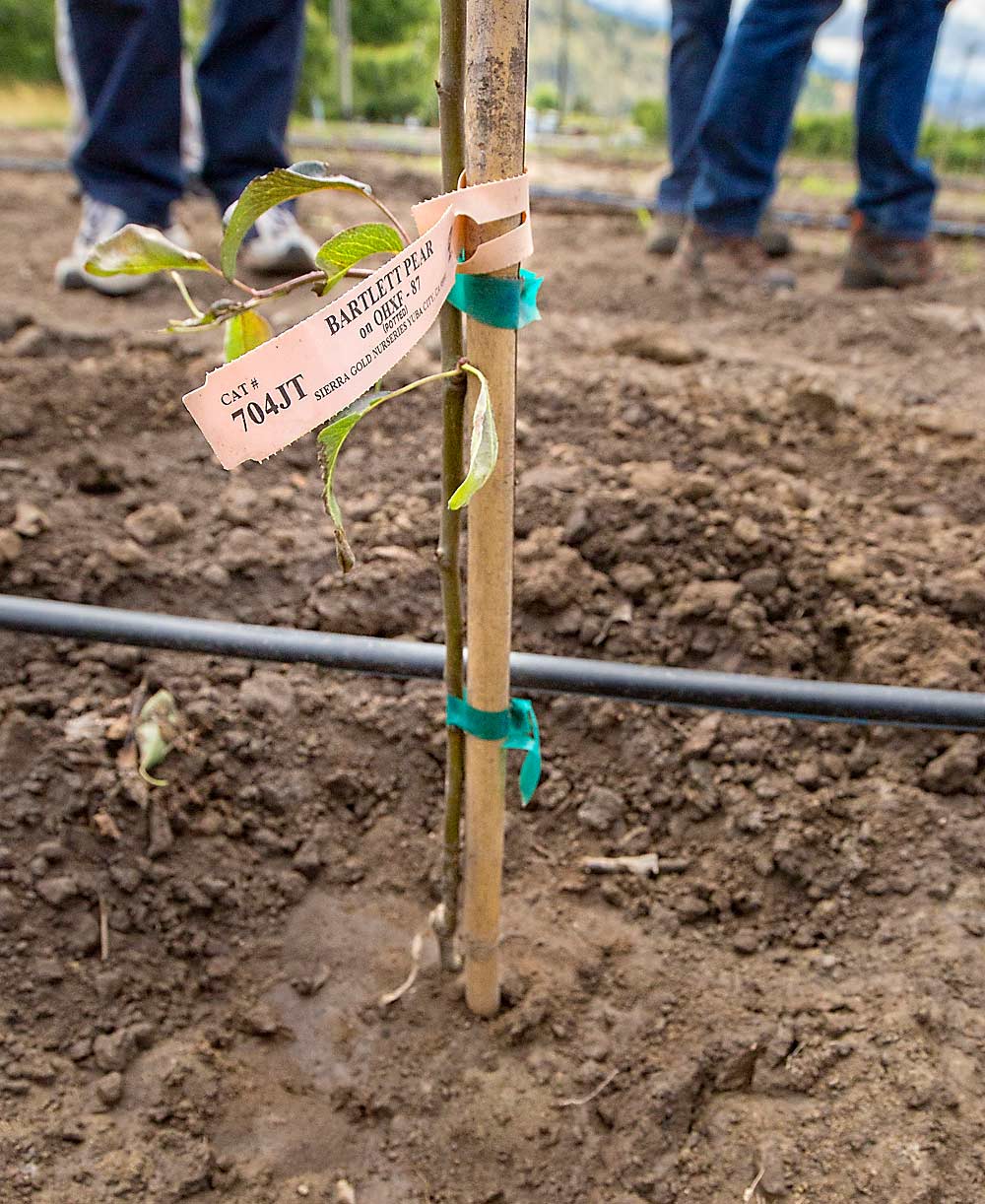 One of the container-grown pear trees in Einhorn’s tests in Wenatchee, Washington, in 2017, as indicated by the “potted” notation on the label. (TJ Mullinax/Good Fruit Grower)