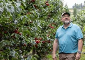 David Geen, president of Jealous Fruits, in a Sovereign cherry block in Kelowna, British Columbia, in July 2025, still over a month from harvest. Sovereigns are a small but important part of his varietal mix, harvesting five days after Staccato. “In a compressed season, we know they’ll hang,” he said. “It’s a season finale our customers appreciate.” (TJ Mullinax/Good Fruit Grower)