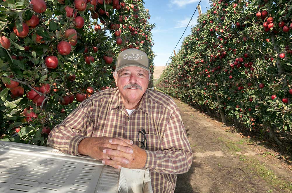 “We’ve certainly lost the grower’s edge to make mistakes and come out ahead. I spend a fair amount of time asking other apple growers why they like this system over that one or these sprinklers over that one. We’re all sharpening our knives and trying not to make future mistakes.” —Jim Doornink, 2009 Good Fruit Grower of the Year, in his Wapato, Washington, Envy orchard. (TJ Mullinax/Good Fruit Grower)