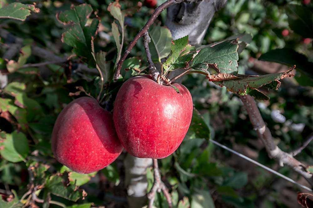 Envy apples’ red color fills in after airblast machines removed much of the tree leaves before harvest in Wapato, Washington, in October. The managed variety has pushed into Washington’s top 10 in terms of production. (TJ Mullinax/Good Fruit Grower)