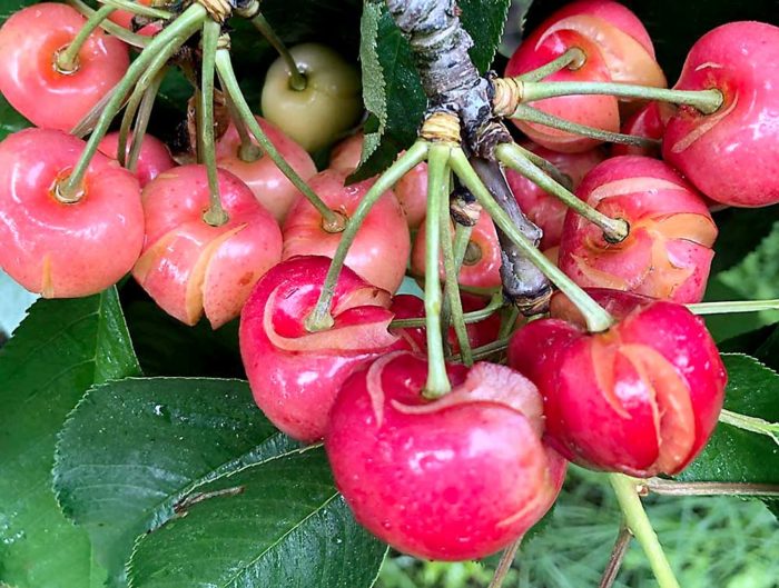 Rain on the cherry parade Good Fruit Grower