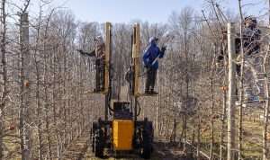 H-2A workers prune a high-density apple block at Joe Rasch Orchards in Sparta, Michigan, in March 2024. Like other Michigan growers, farm managers Manuel and Katie Vargas are figuring out how much to pay their H-2A workers now that the program’s wage floor has been lowered. (Matt Milkovich/Good Fruit Grower)