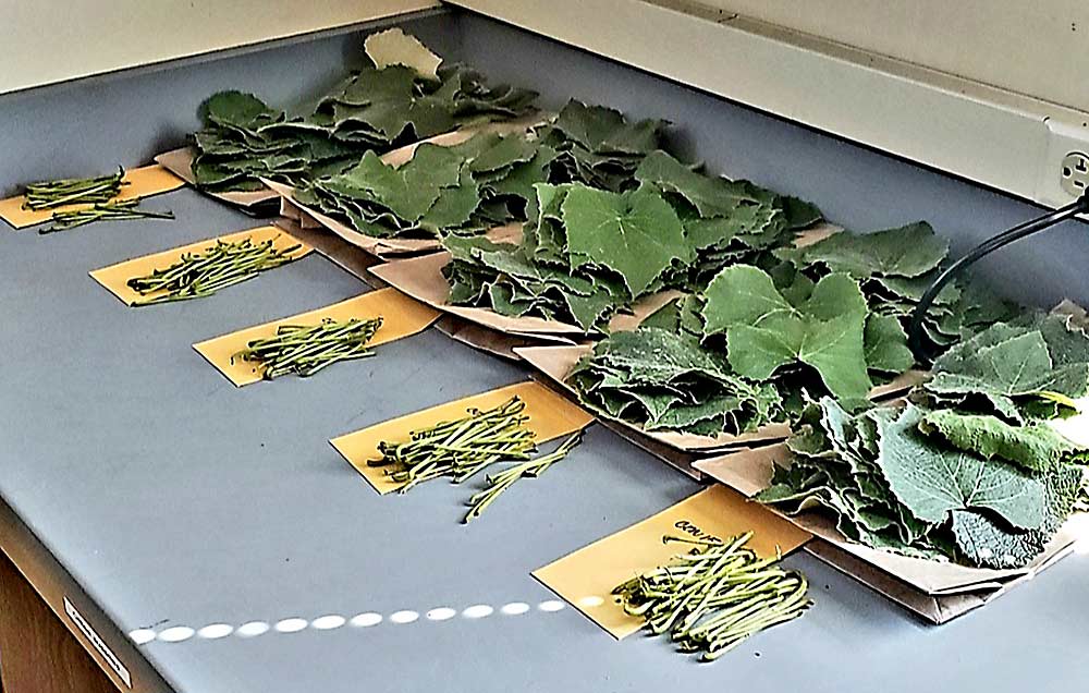 Concord grape samples from different nutrient treatment blocks are divided between leaf blades and petioles before nutrient analysis at Washington State University. One goal of the project is to refine nutrient sampling recommendations to identify the best tissues and timings for growers to target. (Courtesy Nataliya Shcherbatyuk/Washington State University)