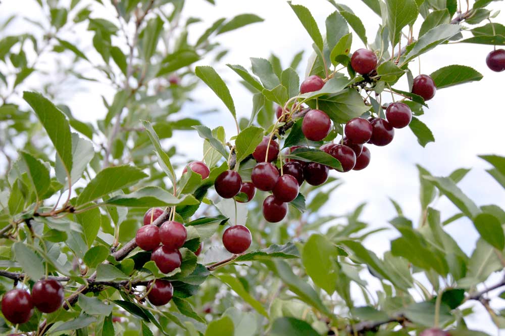 Although growers are sometimes tempted to pick Juliet when they are bright red, the cherries are not ripe until the color deepens to the rich merlot hue shown here. Photo courtesy of the University of Saskatchewan Fruit Program.