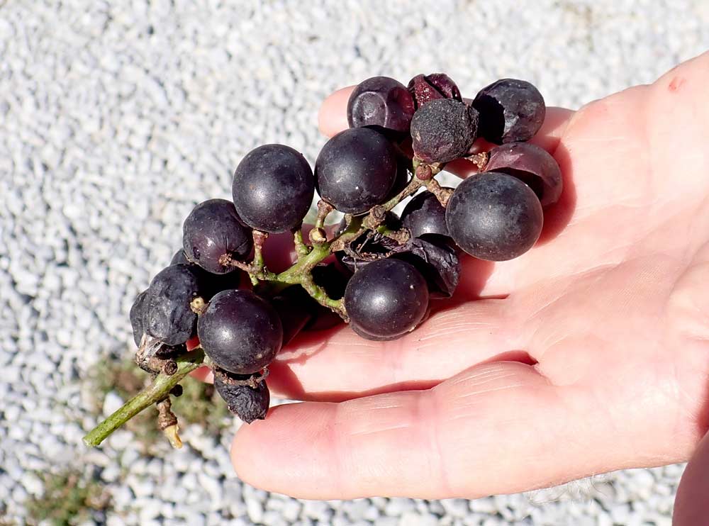Although near the end of the season, Beall finds a remaining cluster of Alexander grapes on the vine. The Alexander is a sweet, thick-skinned, Concord-style grape. A wine from these grapes — scheduled to be released later this year — will reinstate The First Vineyard label. <b>(By Leslie Mertz)</b>