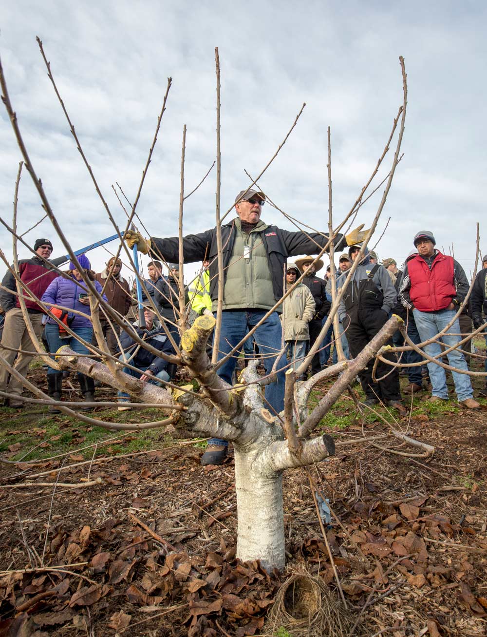 Gipp Redman instructs growers how to winter prune KGB cherry trees in December 2015 in an orchard near The Dalles, Oregon. The KGB tree architecture is popular in the Columbia Gorge and Australia for its low cost to harvest and attractiveness to labor, though growers and experts admit they still have a lot to learn about proper cutting techniques to ensure adequate renewal growth. <b>(TJ Mullinax/Good Fruit Grower file photo)</b>