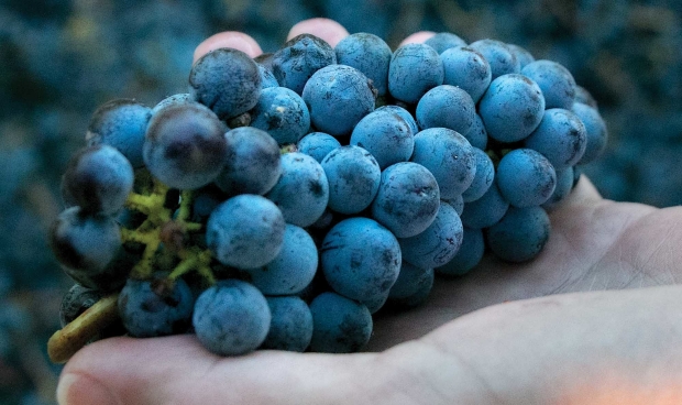 Tannins are mainly found in outer layers of the grape seed coating and outer layers of skin as well as stems and pedicels. <b>(TJ Mullinax/Good Fruit Grower)</b>