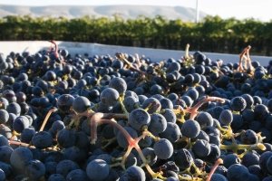 Cabernet Sauvignon grapes are harvested at Klipsun Vineyards in the Red Mountain AVA near Benton City, Washington on October 10, 2014. (TJ Mullinax/Good Fruit Grower)