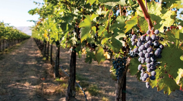 When growing Cabernet Sauvignon in cool sites, growers worry about fall rain and frost while waiting for grape flavors to fully develop. <b> (TJ Mullinax/Good Fruit Grower)</b>