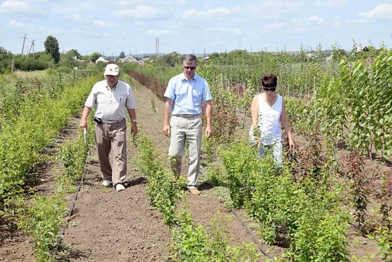 Rootstocks from Krymsk, Russia, with love | Good Fruit Grower