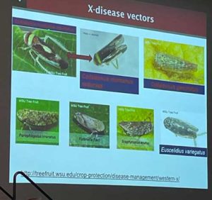 There are several leafhoppers that can spread X disease, but Adrian Marshall, speaking at the Washington State Tree Fruit Association Annual Meeting on Dec. 7, said Washington State University scientists recently confirmed that the two most common are actually the same species, simplifying the research needed to develop integrated pest management strategies. (Kate Prengaman/Good Fruit Grower)