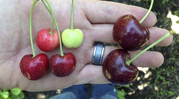 Bing cherries showing symptoms of little cherry disease on left, with healthy cherries on right. (Courtesy Washington State Univeristy)