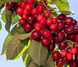Though not every cherry shows the same severity of little cherry disease symptoms, all the fruit on infected trees can have poor quality. (TJ Mullinax/Good Fruit Grower)