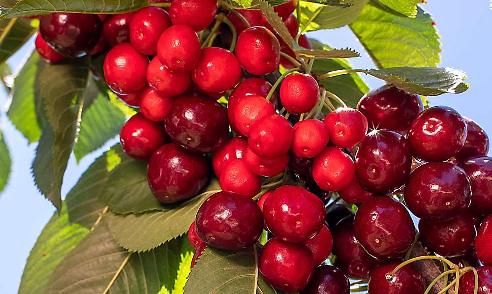 Congressmen request USDA support in battle against little cherry ...