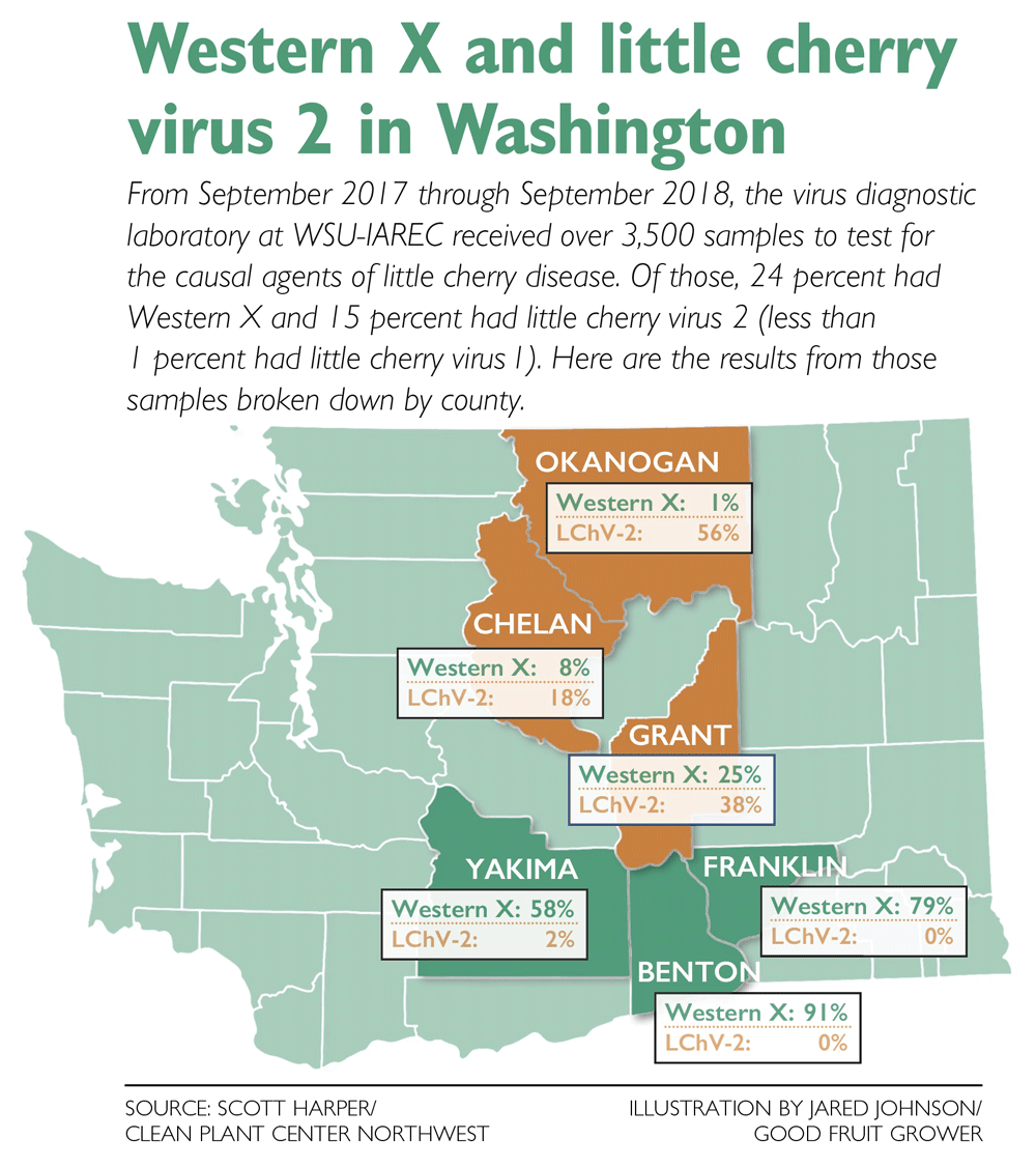 Graphic showing Western X and little cherry virus 2 in Washington. Source: Scott Harper/Clean Plant Center Northwest. Illustration: Jared Johnson/Good Fruit Grower.