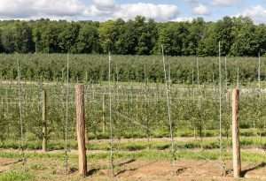 A high-density block of processing apples in the foreground, with freestanding processing plantings in the background, at Ned Morgan’s farm in Western New York in August 2022. Morgan is experimenting with high-density plantings for processing. (Matt Milkovich/Good Fruit Grower)