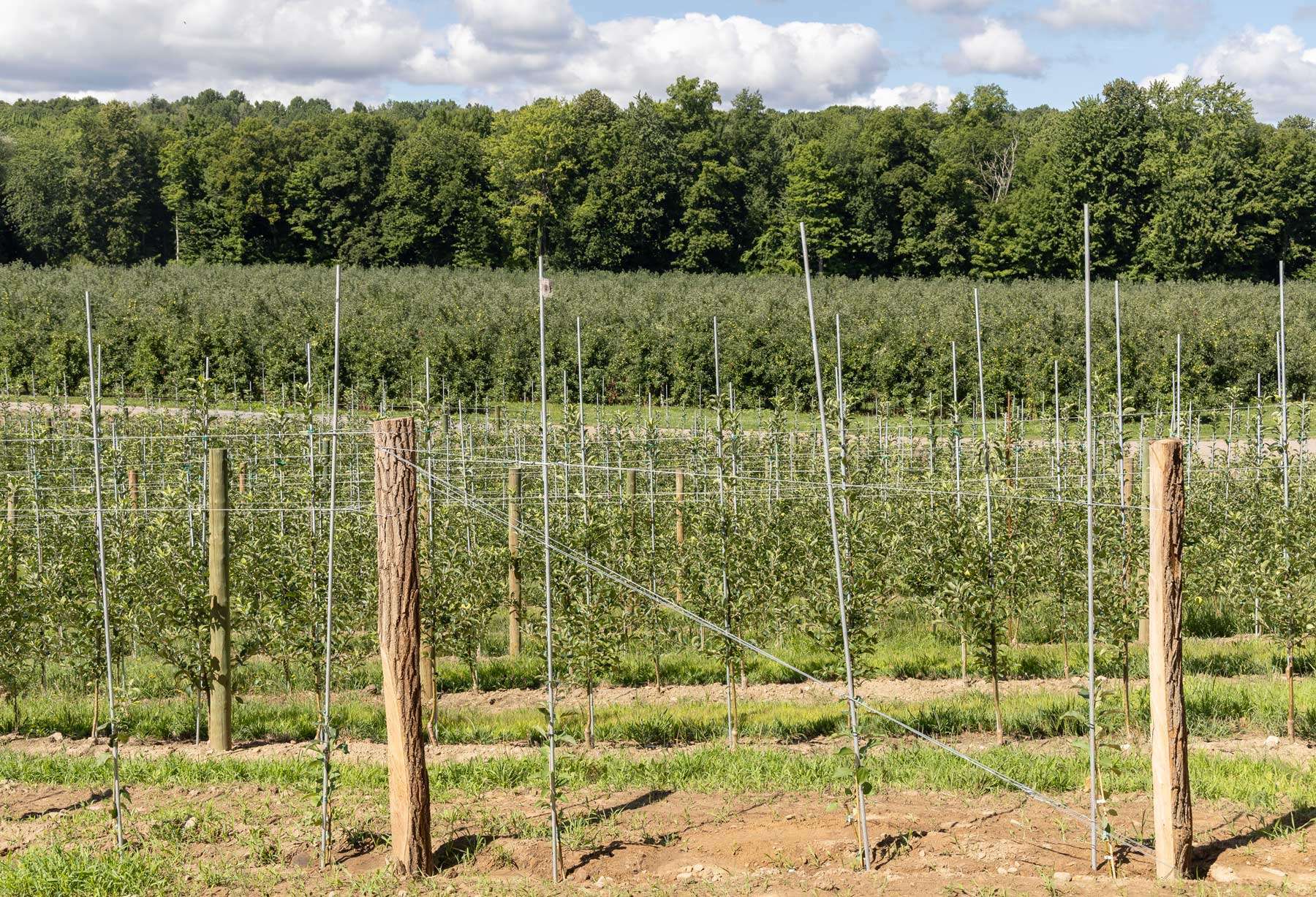 A high-density block of processing apples in the foreground, with freestanding processing plantings in the background, at Ned Morgan’s farm in Western New York in August 2022. Morgan is experimenting with high-density plantings for processing. (Matt Milkovich/Good Fruit Grower)