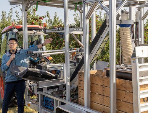 Automated apple harvester and in-field sorter advancing in trials