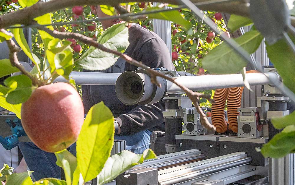 During a demonstration, autonomous robotic arms pick Gala apples using a vacuum system and soft end effectors. (Matt Milkovich/Good Fruit Grower)