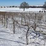 Vine-tuning vineyard forecasts madisonMSUGrapesCold-1-feat