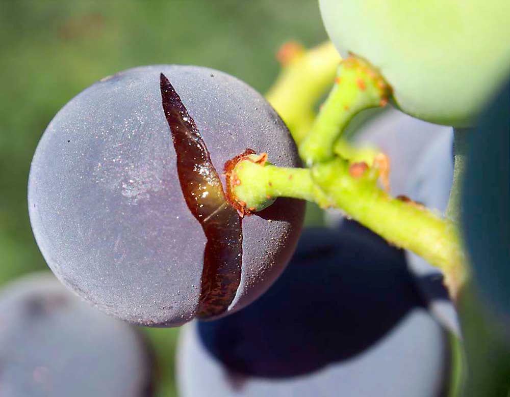 Splitting in Concord grapes is more common following drought stress, according to researchers at Washington State University's Irrigated Agriculture Research and Extension Center in Prosser, Washington. (Courtesy Washington State University Viticulture and Enology)
