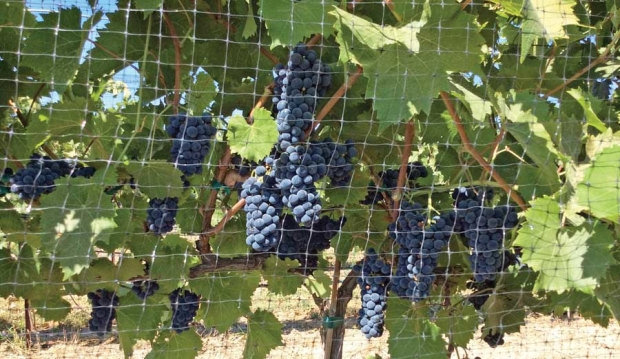 So far, the Marquette’s cold-hardiness and disease resistance have held up well at Champoux Vineyards in the Horse Heaven Hills area of Washington. <b>(Courtesy Paul Champoux)</b>