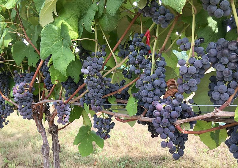 Table grape settings - Good Fruit Grower