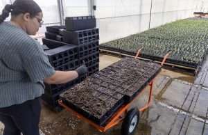 Greenhouse assistant Khila Calhoun breaks up soil for seedling plantings in July at the MBG Marketing/Berry Blue breeding and nursery facility in Grand Junction, Michigan. (Matt Milkovich/Good Fruit Grower)