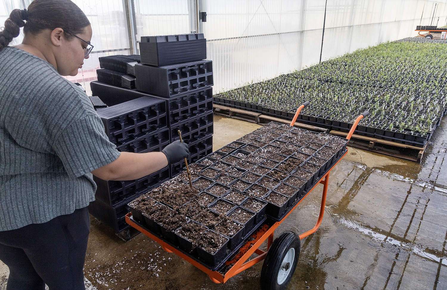 Greenhouse assistant Khila Calhoun breaks up soil for seedling plantings in July at the MBG Marketing/Berry Blue breeding and nursery facility in Grand Junction, Michigan. (Matt Milkovich/Good Fruit Grower)