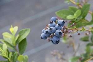 A new variety hangs blue and ripe at a blueberry nursery in Grand Junction, Michigan, during an MBG Marketing field day in July. Blueberry growers will double their promotion assessment to help the U.S. industry keep up with rapidly increasing global supply. (Matt Milkovich/Good Fruit Grower)
