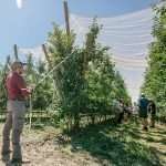 Removing leaves and retracting netting both boost apple color 2022 International Fruit Tree Association summer study tour Central Washington
