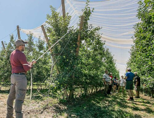 Removing leaves and retracting netting both boost apple color