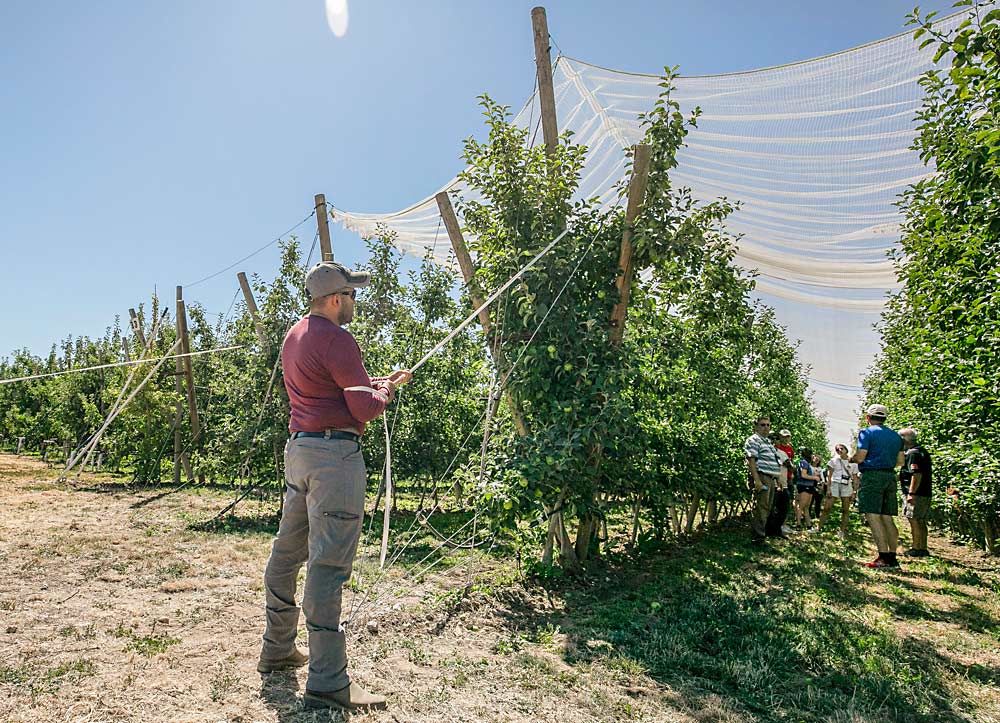 An International Fruit Tree Association tour participant tries his hand at manipulating netting while Scott McDougall, at right in the distance, discusses the benefits of retractable netting. The tour group stopped at a McDougall and Sons Premier Honeycrisp block in Quincy, Washington, in July 2022. (TJ Mullinax/Good Fruit Grower)