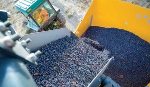 About three tons of Cabernet Sauvignon grapes are transferred to a gondola for transport to a winery. Very little MOG is included in the load of fruit.(TJ Mullinax/Good Fruit Grower)