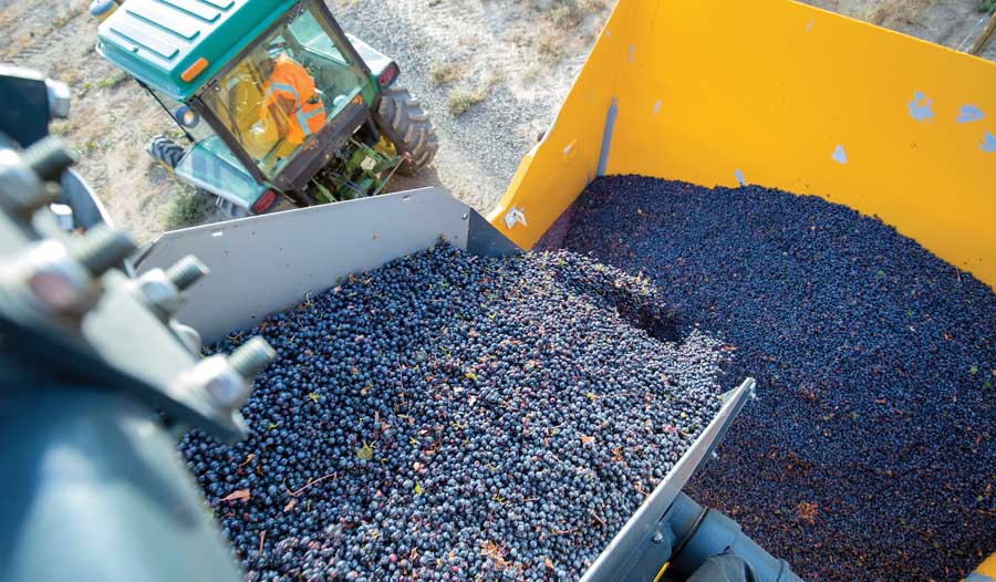 About three tons of Cabernet Sauvignon grapes are transferred to a gondola for transport to a winery. Very little MOG is included in the load of fruit.<b>(TJ Mullinax/Good Fruit Grower)</b>